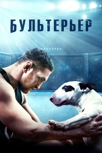 Бультерьер Бультерьер