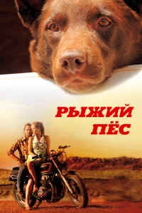 Рыжий пес Рыжий пес