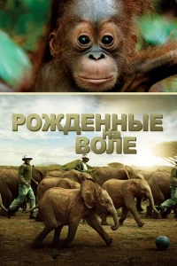 Рожденные на воле Рожденные на воле