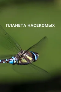 Планета насекомых Планета насекомых
